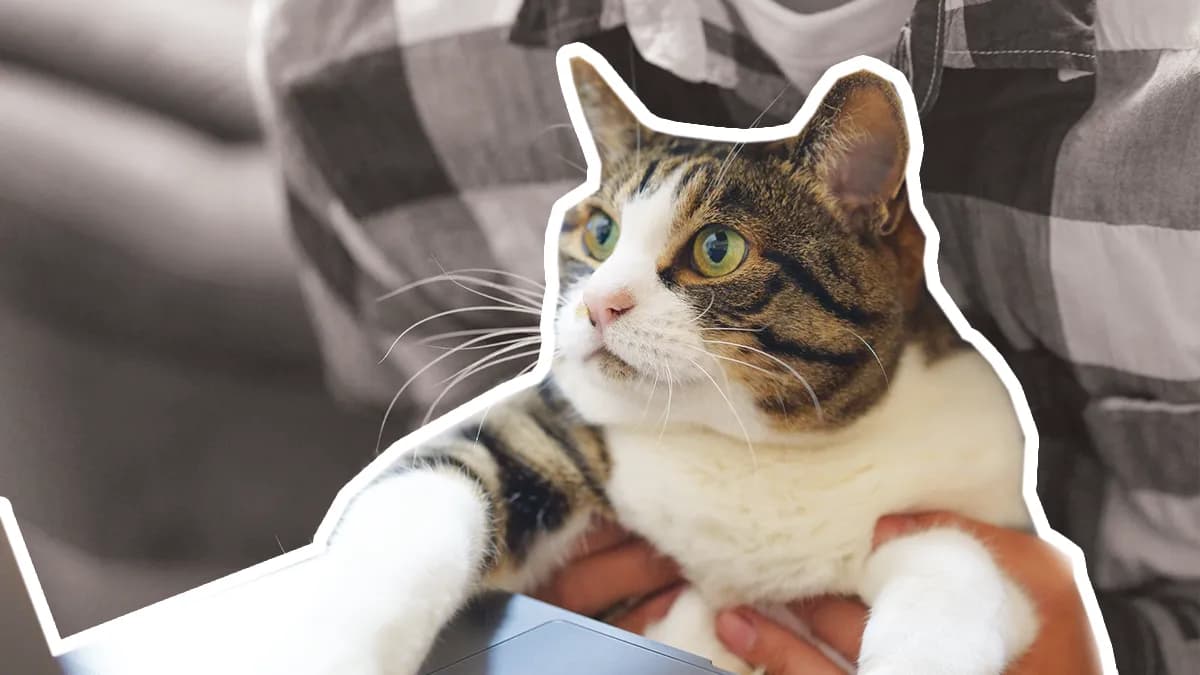 Someone holding a cat up to their laptop screen