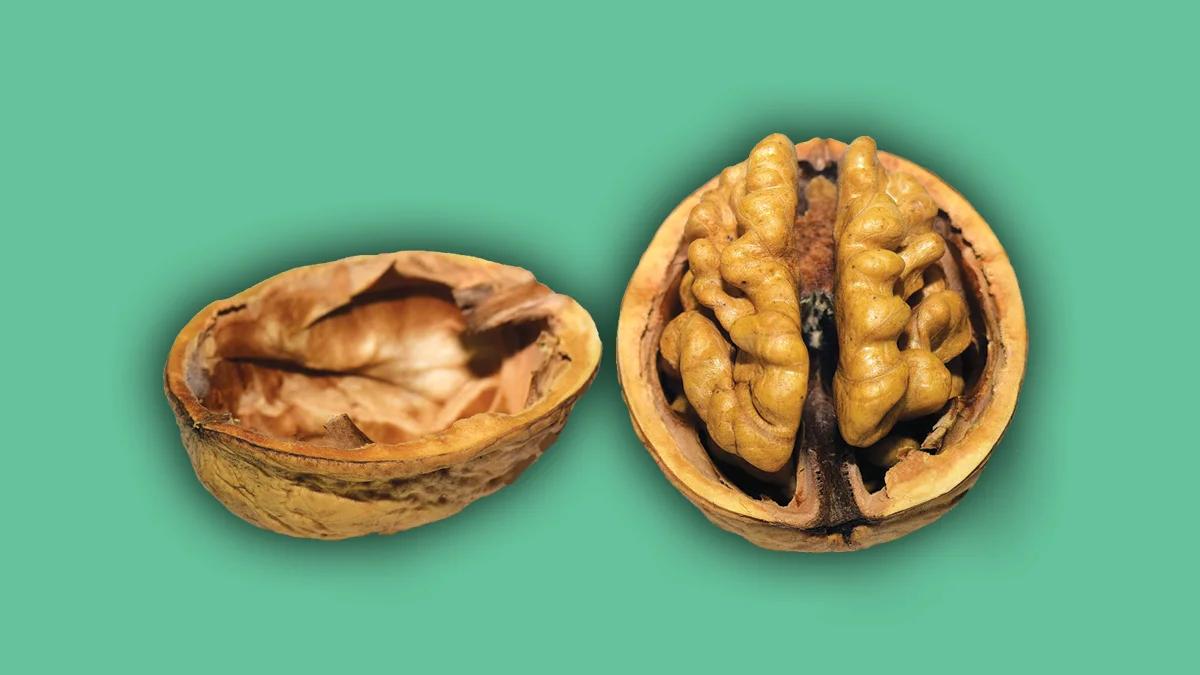 Two walnuts on a green background